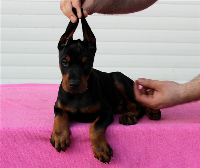 Puppies!